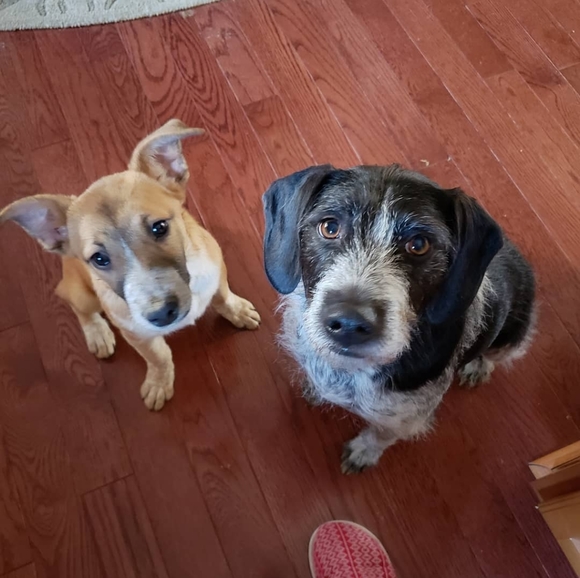 Meet your Posher, Rachel - Picture 3 of 5